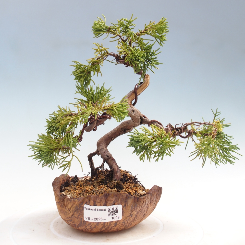 Bonsai voor buiten - Juniperus chinensis Kishu