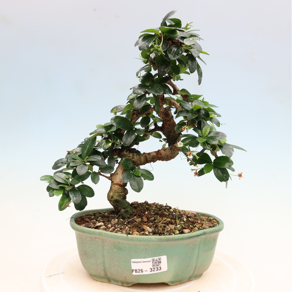 Kamerbonsai - Carmona macrophylla - Thee fuki