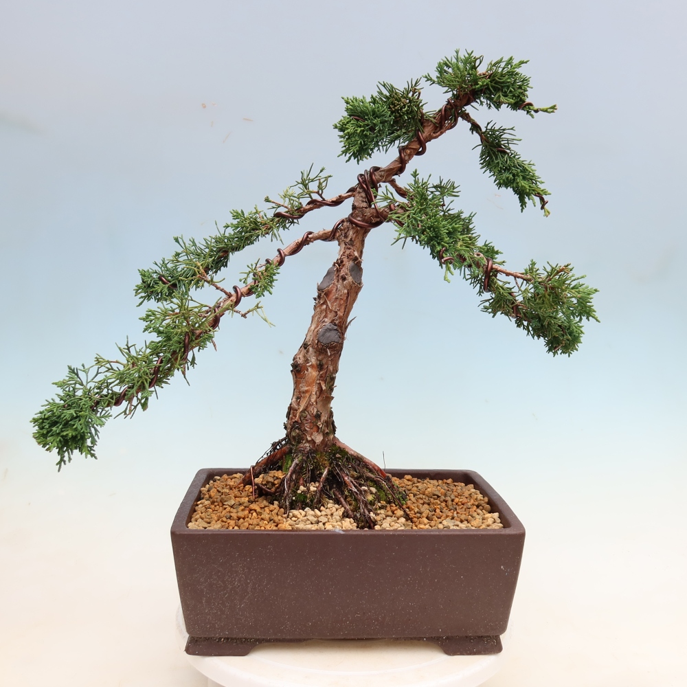 Bonsai voor buiten - Juniperus chinensis Kishu