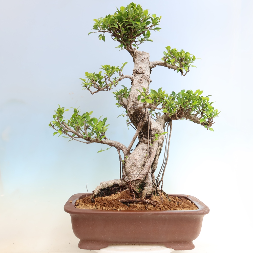 Kamerbonsai - Ficus kimmen - kleinbladige ficus