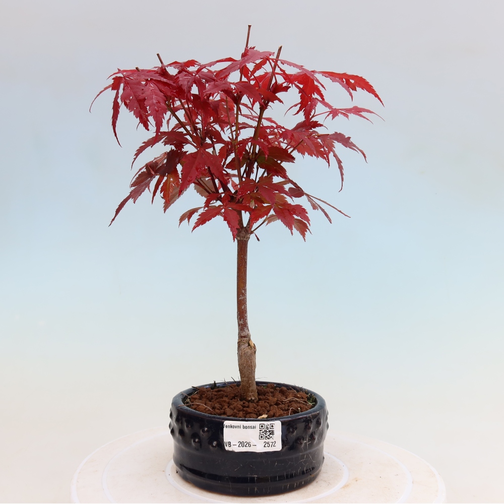 Bonsai voor buiten - Acer palm. Atropurpureum-Javorpalm