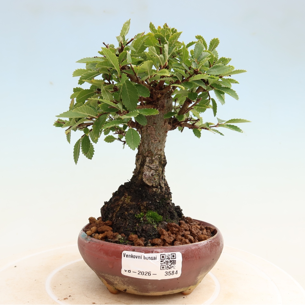 Bonsai voor buiten - Zelkova - Zelkova NIRE