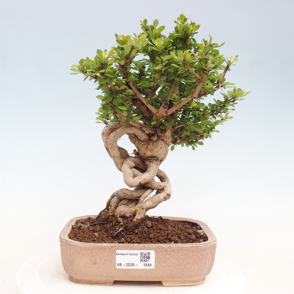 Bonsai voor buiten - Berberis coreana