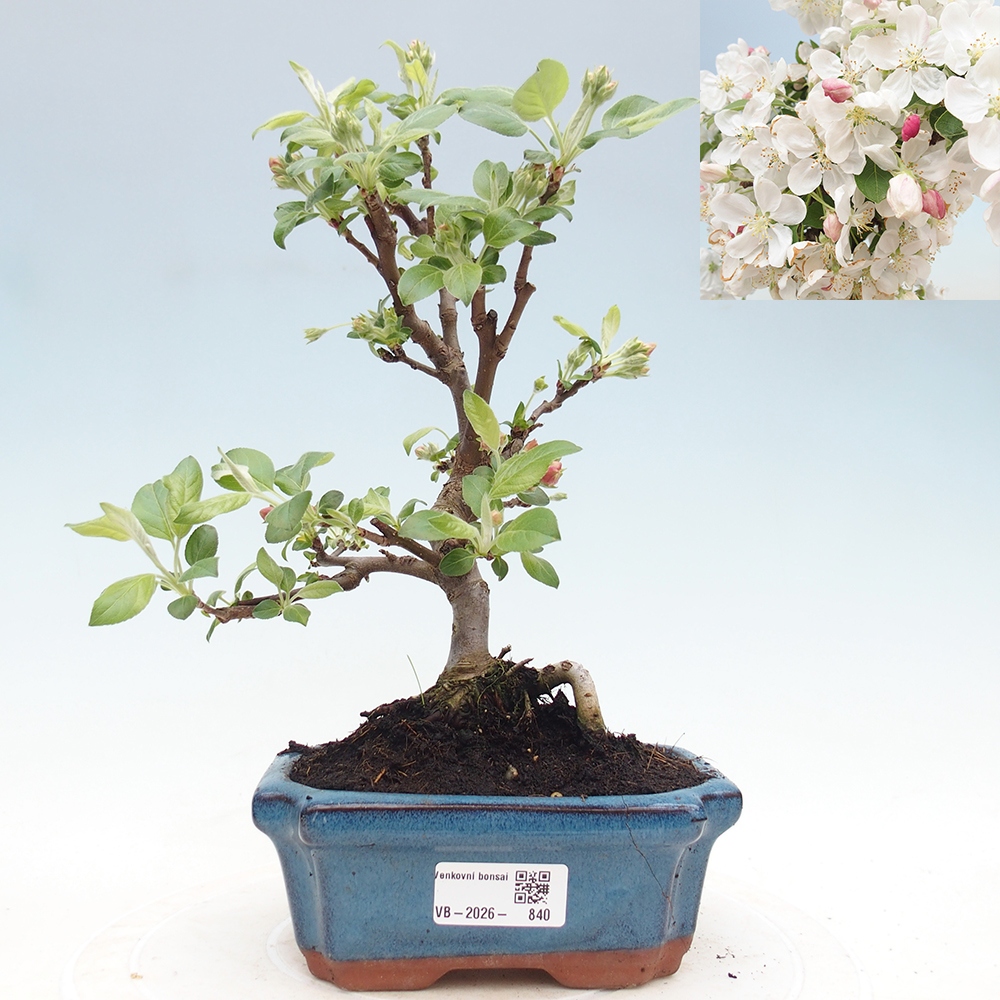 Bonsai voor buiten -Malus halliana - Appelboom met kleine vruchten