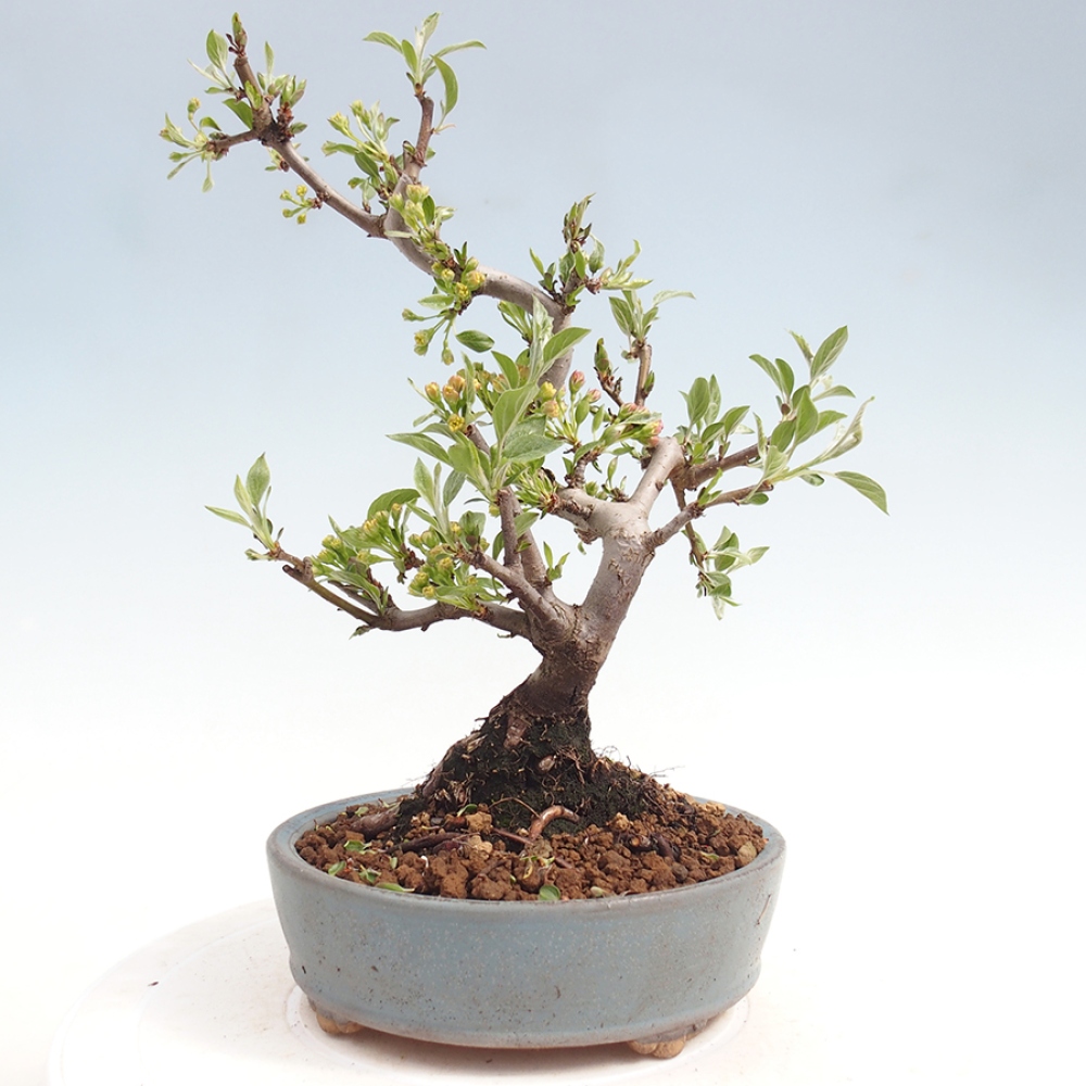Bonsai voor buiten - Malus sargentii - Appelboom met kleine vruchten