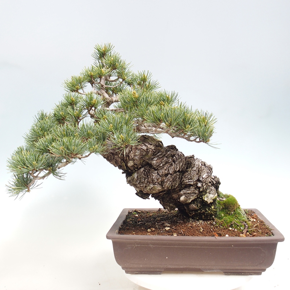 Bonsai voor buiten - Pinus parviflora - Pinus parviflora