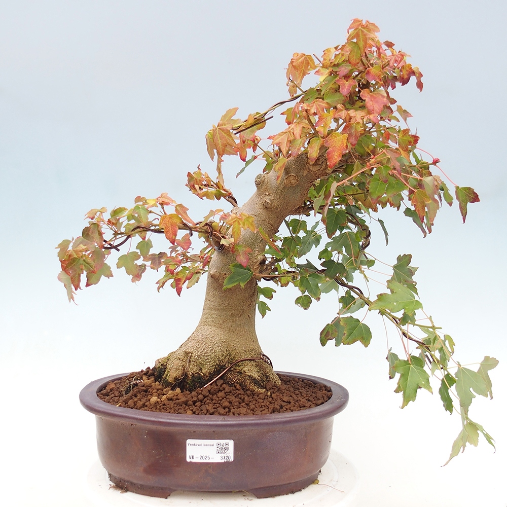 Bonsai voor buiten - Acer Buergerianum - Burgeresdoorn