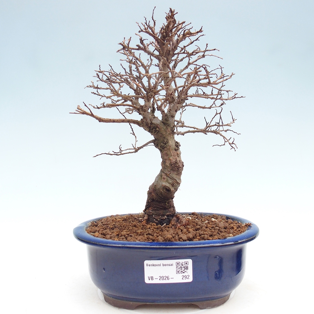 Bonsai voor buiten - Zelkova - Zelkova NIRE