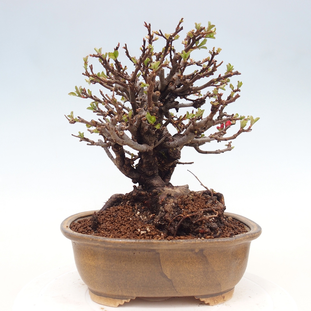 Bonsai voor buiten - Chaneomeles speciosa - Kweepeer