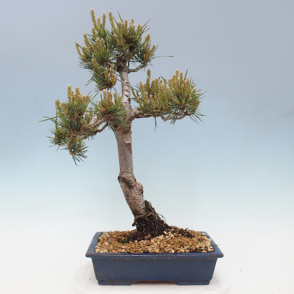 Bonsai voor buiten - Pinus Sylvestris Watererri - grove den