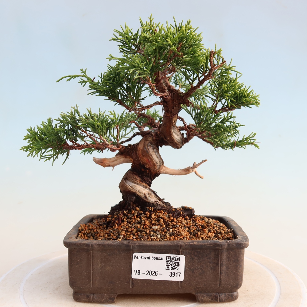 Bonsai voor buiten - Juniperus chinensis Itoigawa