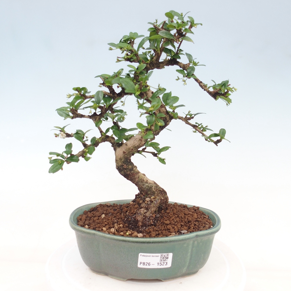 Kamerbonsai - Carmona macrophylla - Thee fuki