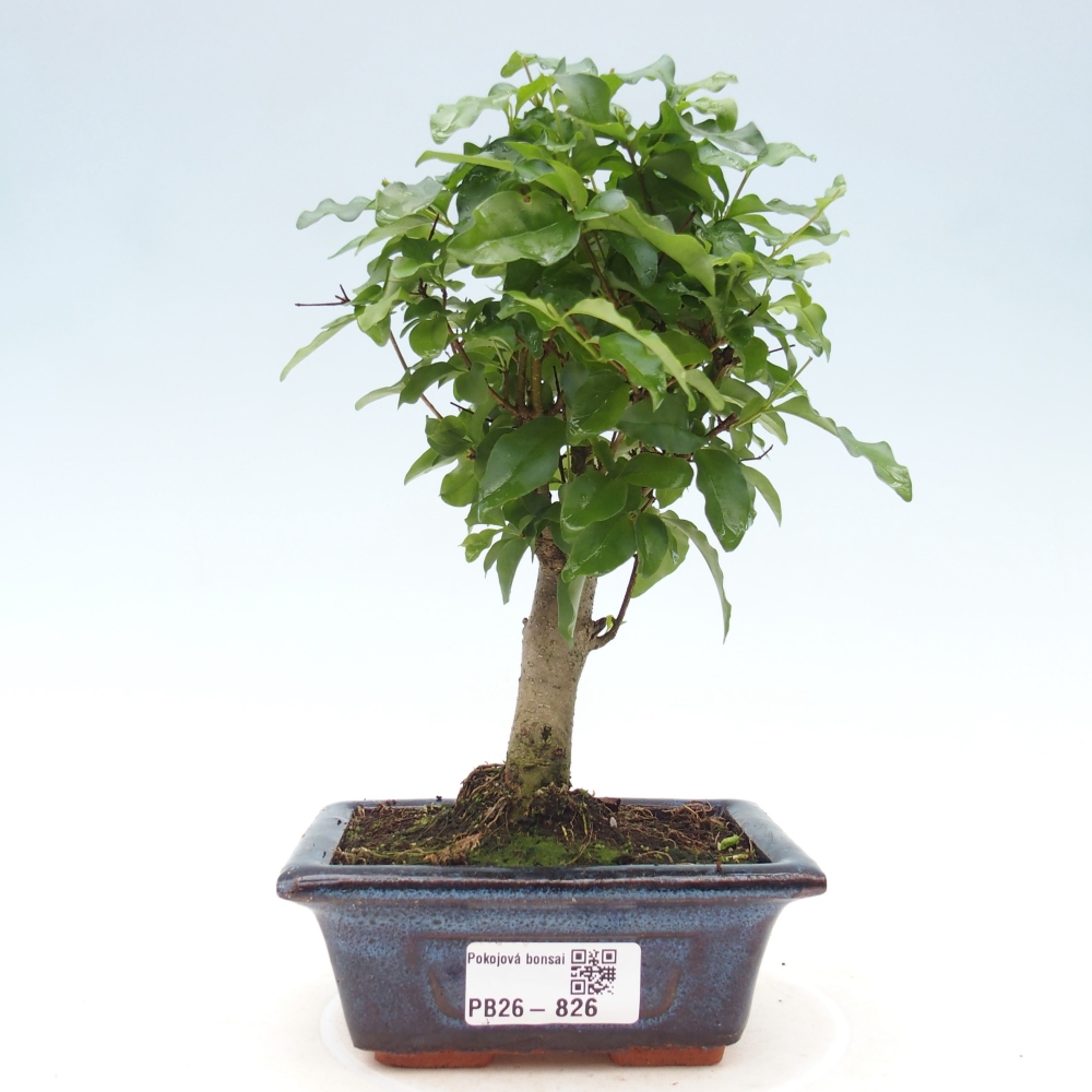 Kamerbonsai -Ligustrum chinensis - Vogelsnavel