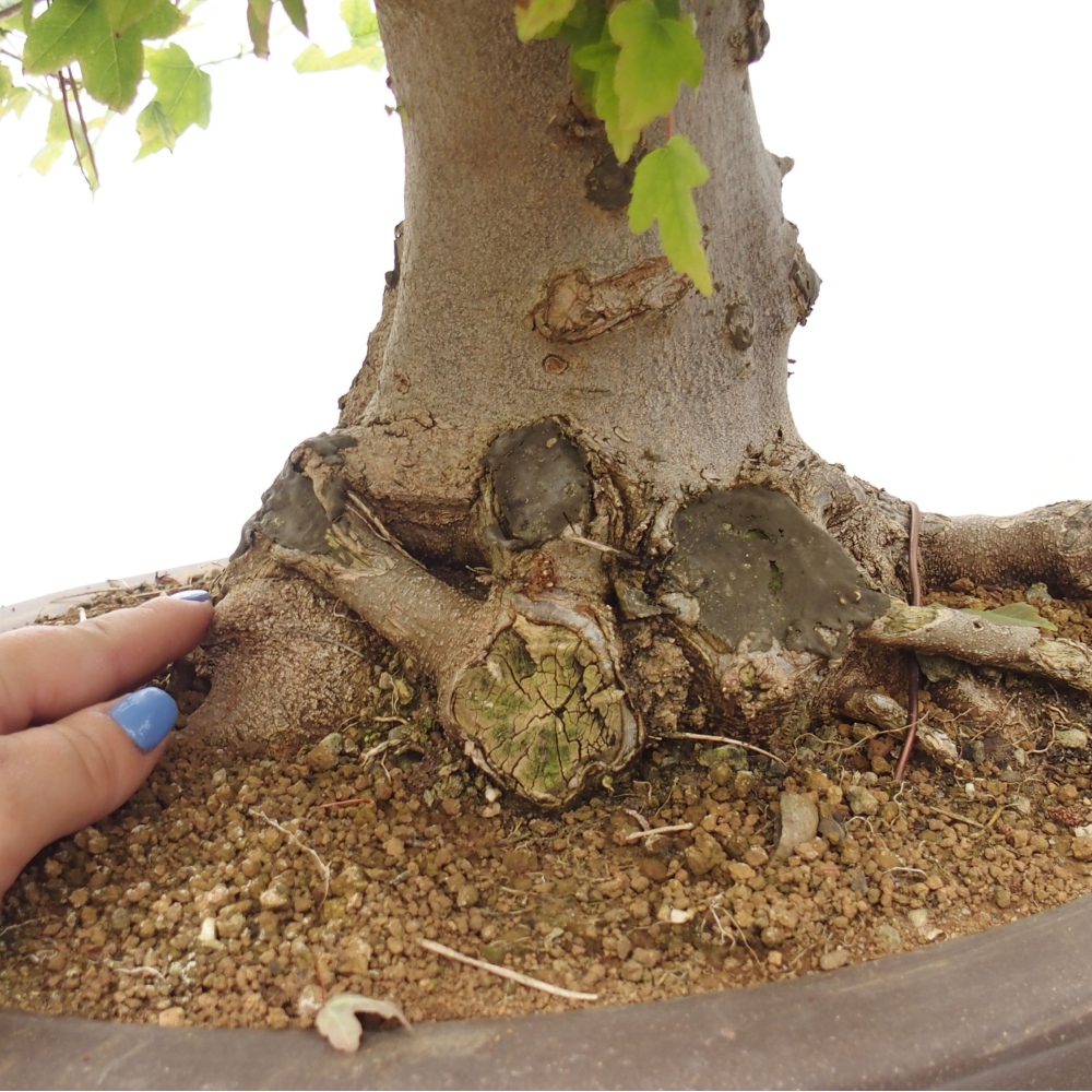 Bonsai voor buiten - Acer Buergerianum - Burgeresdoorn