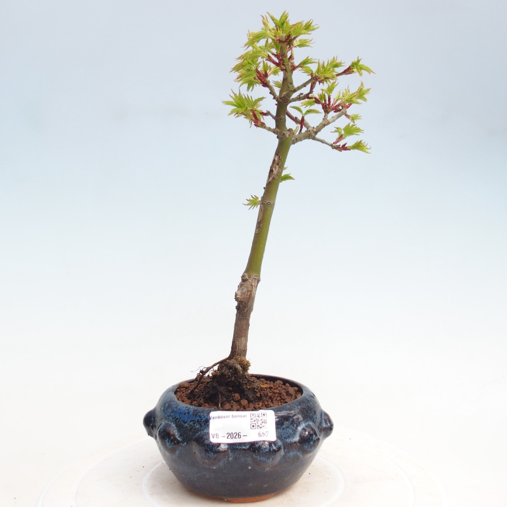 Bonsai voor buiten -Javor kleinbladige SHISHIGASHIRA