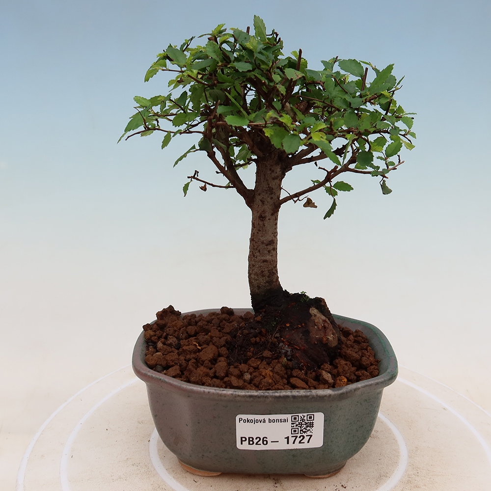 Kamerbonsai - Ulmus parvifolia - Winteriep