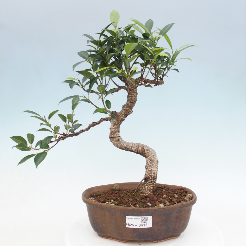Kamerbonsai - Ficus retusa - kleinbladige ficus