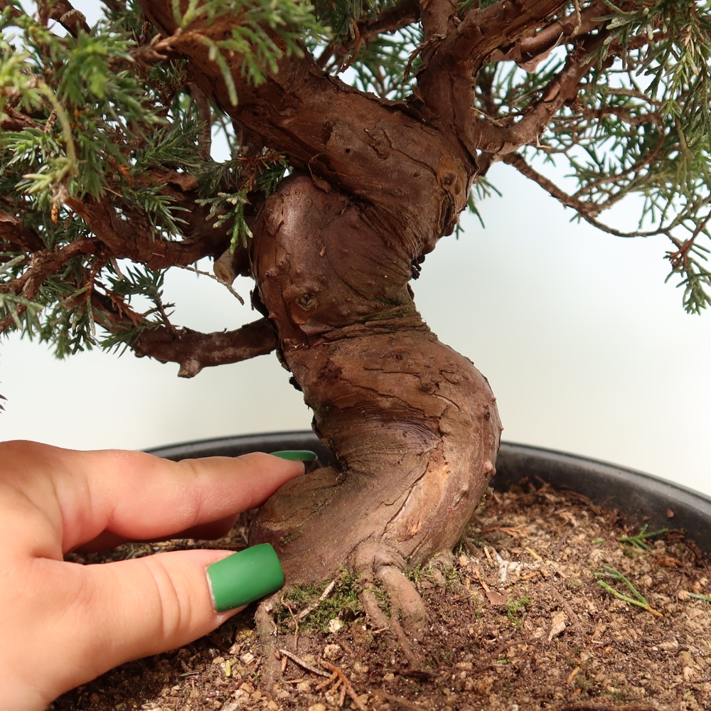 Bonsai voor buiten - Juniperus chinensis Itoigawa-Juniperus chinensis