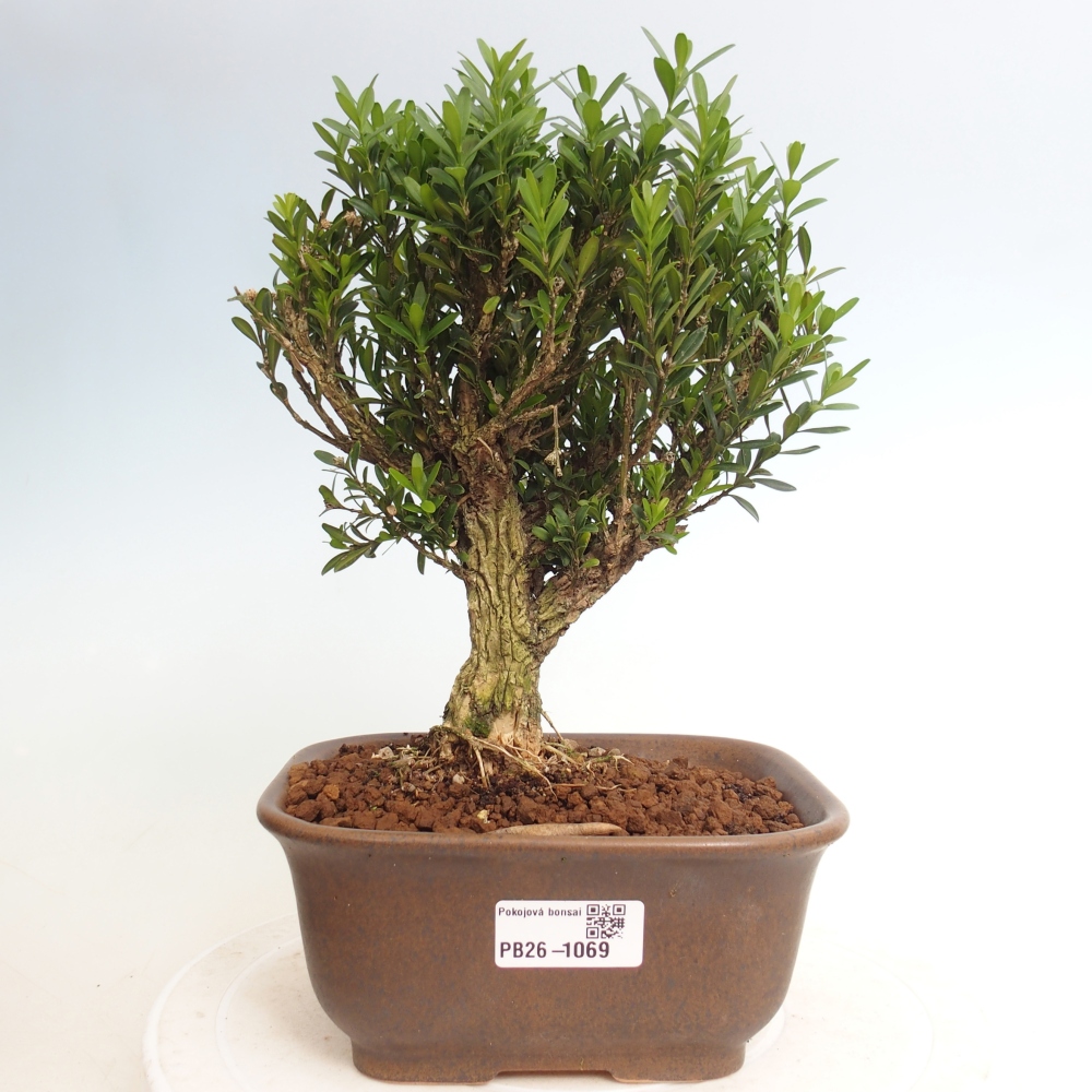 Kamerbonsai - Buxus harlandii - kurk buxus