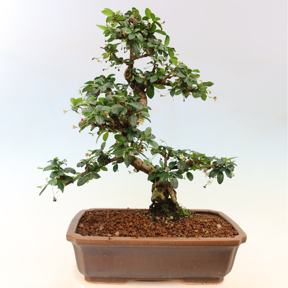 Kamerbonsai - Carmona macrophylla - Thee fuki