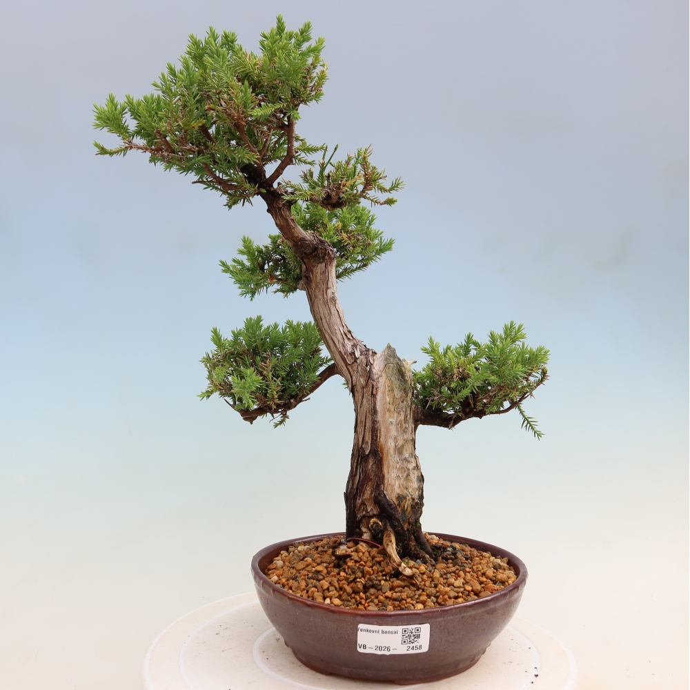 Bonsai voor buiten - Juniperus squamata – Schilferjeneverbes
