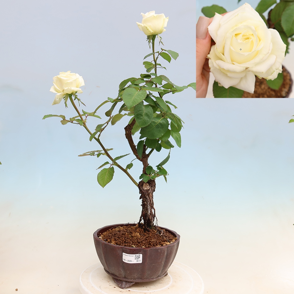 Bonsai voor buiten - Rosa Kordes - roos