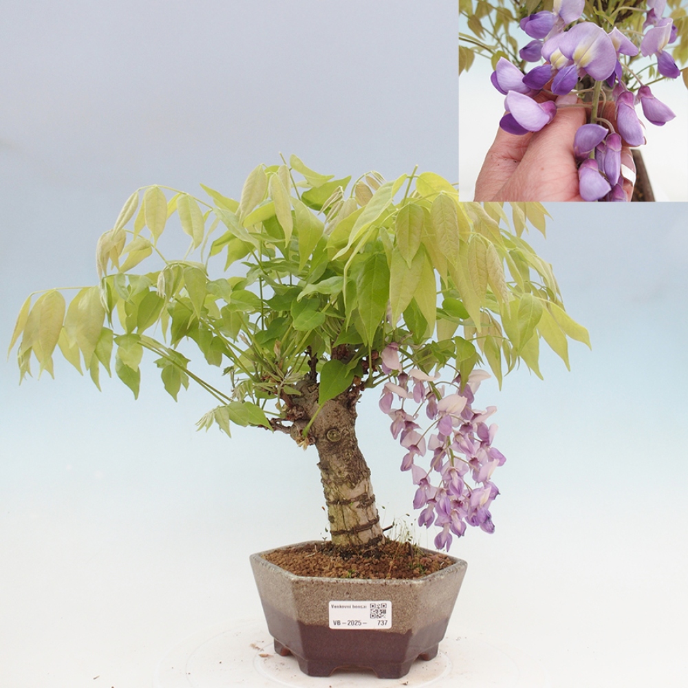 Bonsai voor buiten - Wisteria floribunda