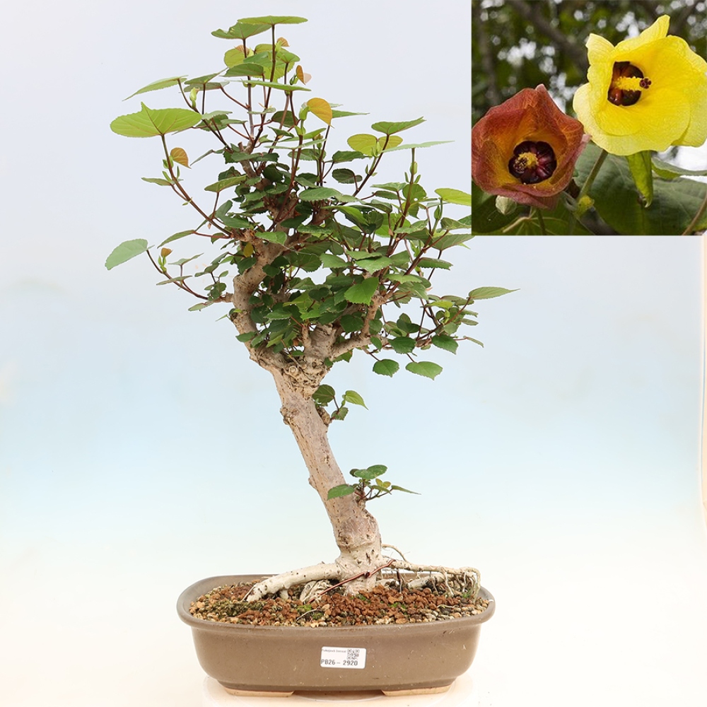 Bonsai voor binnen - Hibiscus tiliaceus - Zee Hibiscus