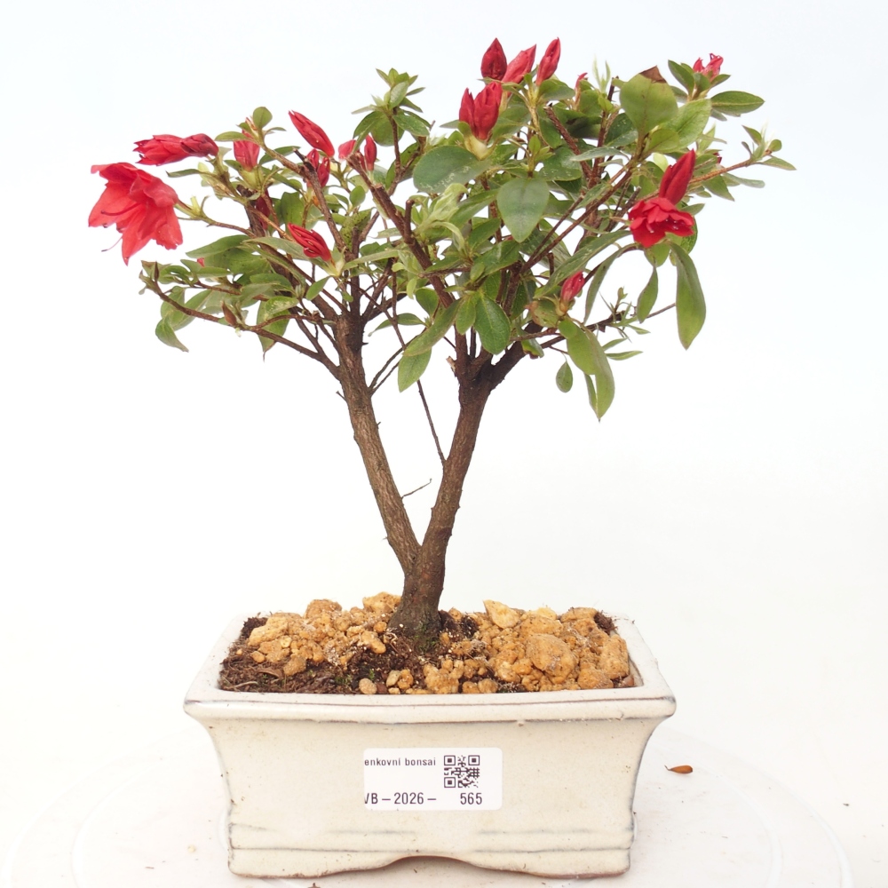 Bonsai voor buiten - Japanse azalea - Azalea sp.