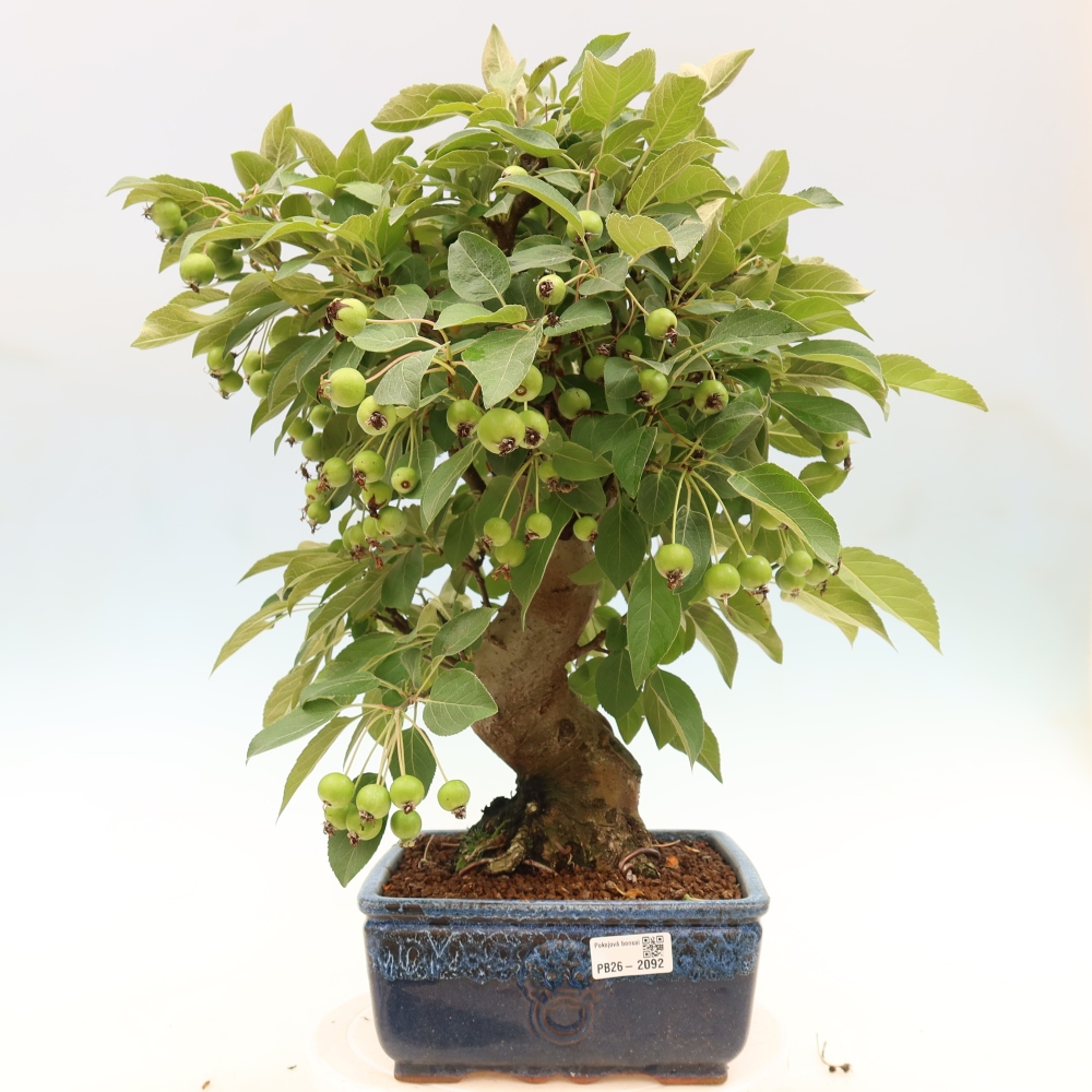 Bonsai voor buiten -Malus halliana - Appelboom met kleine vruchten