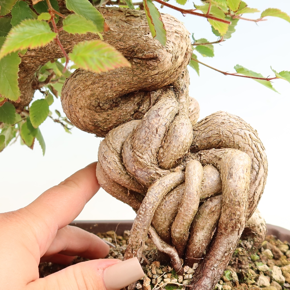 Bonsai voor buiten -Carpinus CARPINOIDES - Koreaanse haagbeuk