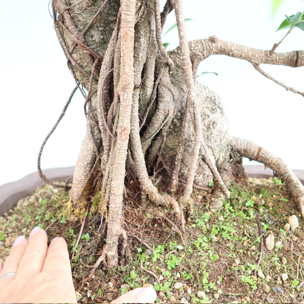 Kamerbonsai - Ficus kimmen - kleinbladige ficus