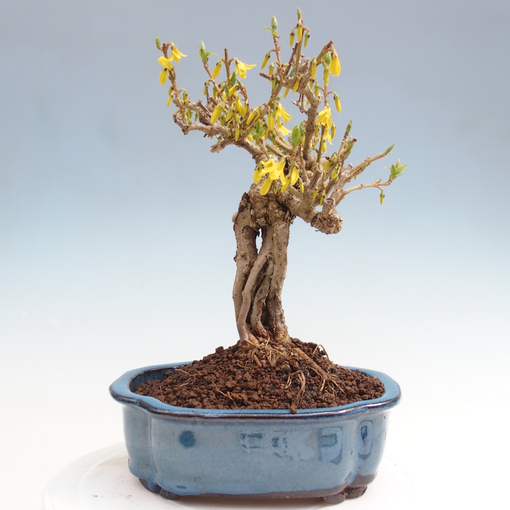 Bonsai voor buiten - Zlatice - Forsythia koreana