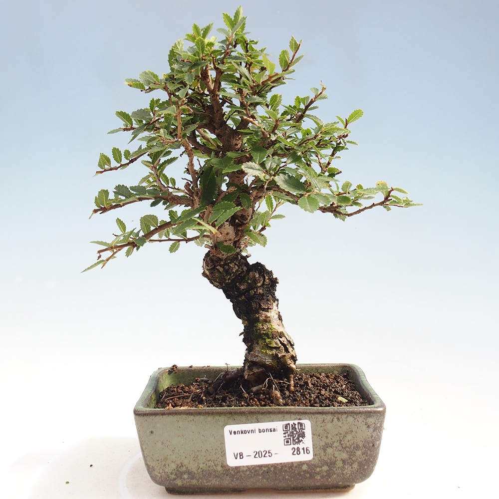 Bonsai voor buiten - Zelkova - Zelkova NIRE