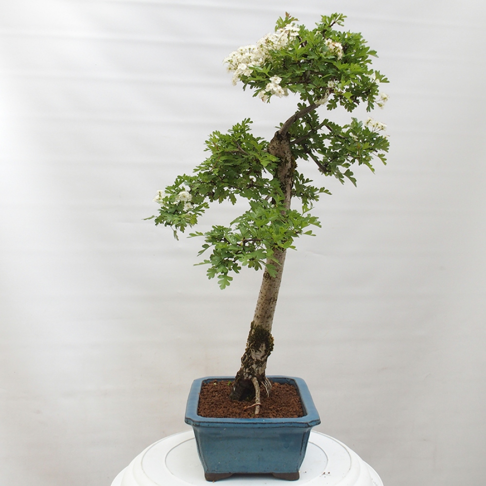 Bonsai voor buiten - Meidoorn - Crataegus monogyna