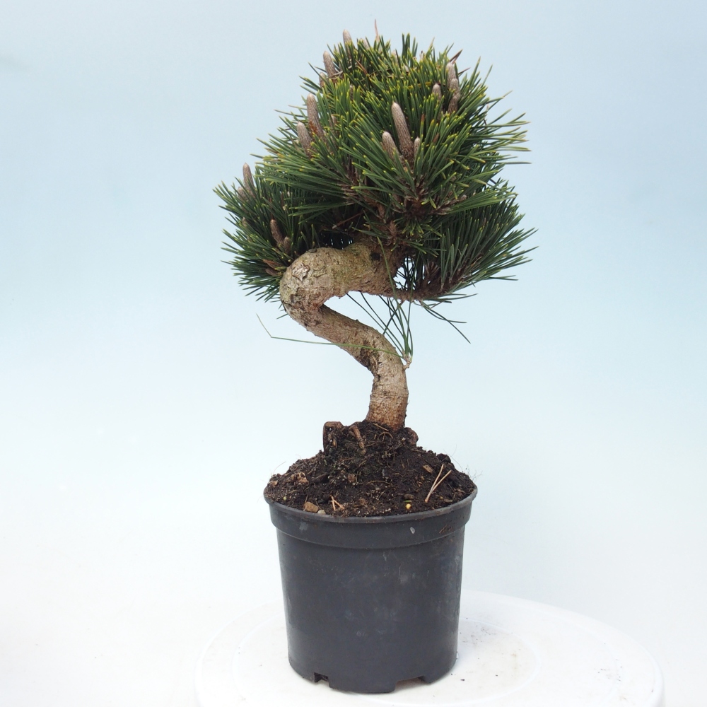 Bonsai voor buiten - Pinus thunbergii senjyumaru - Thunberg den