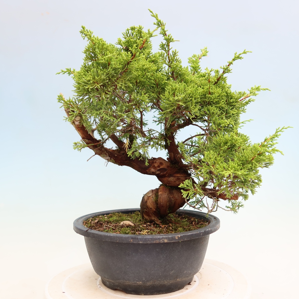 Bonsai voor buiten - Juniperus chinensis Itoigawa-Juniperus chinensis