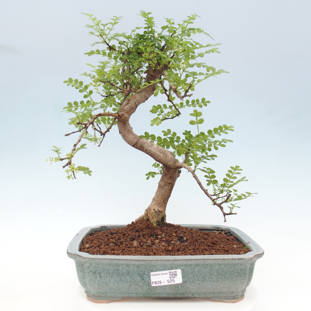 Kamerbonsai - Zantoxylum piperitum - peperboom