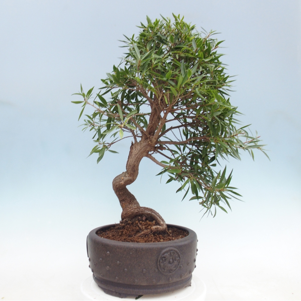 Kamerbonsai - Ficus nerifolia - kleinbladige ficus