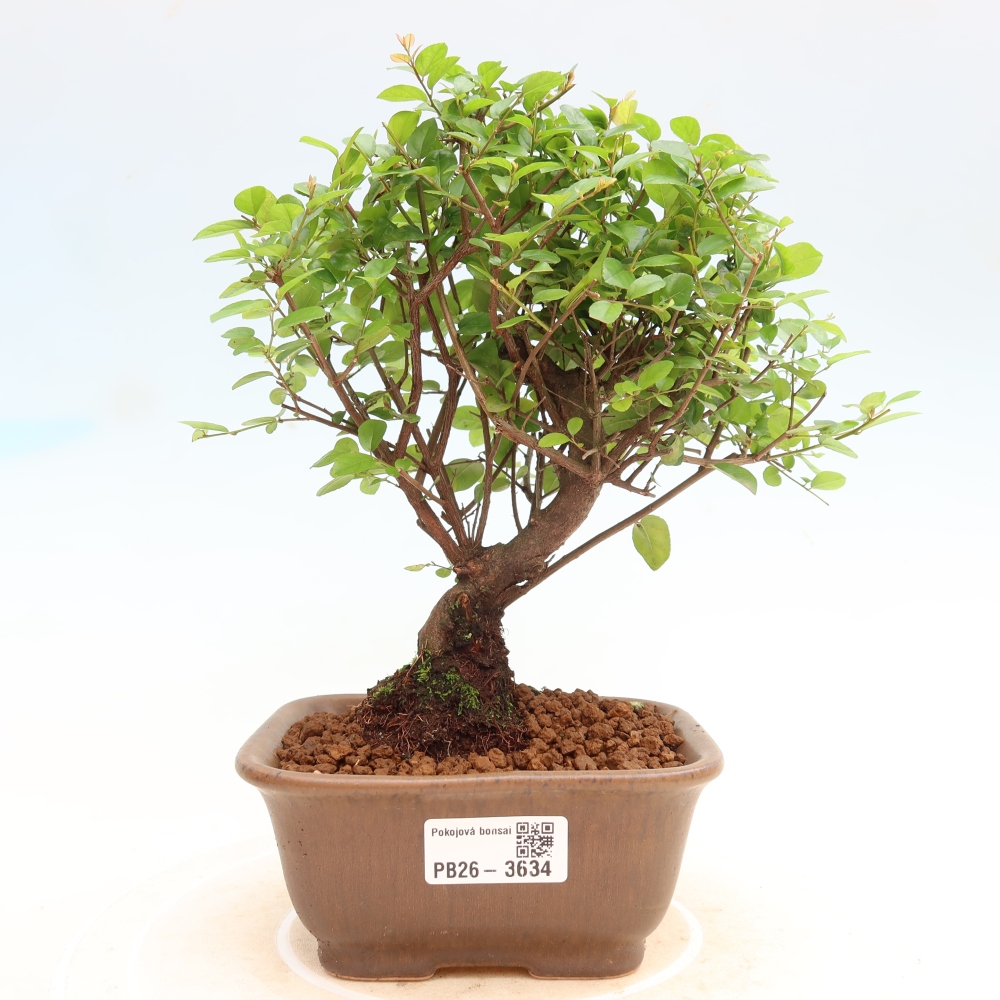 Kamerbonsai - Sageretia thea - Sageretia thea