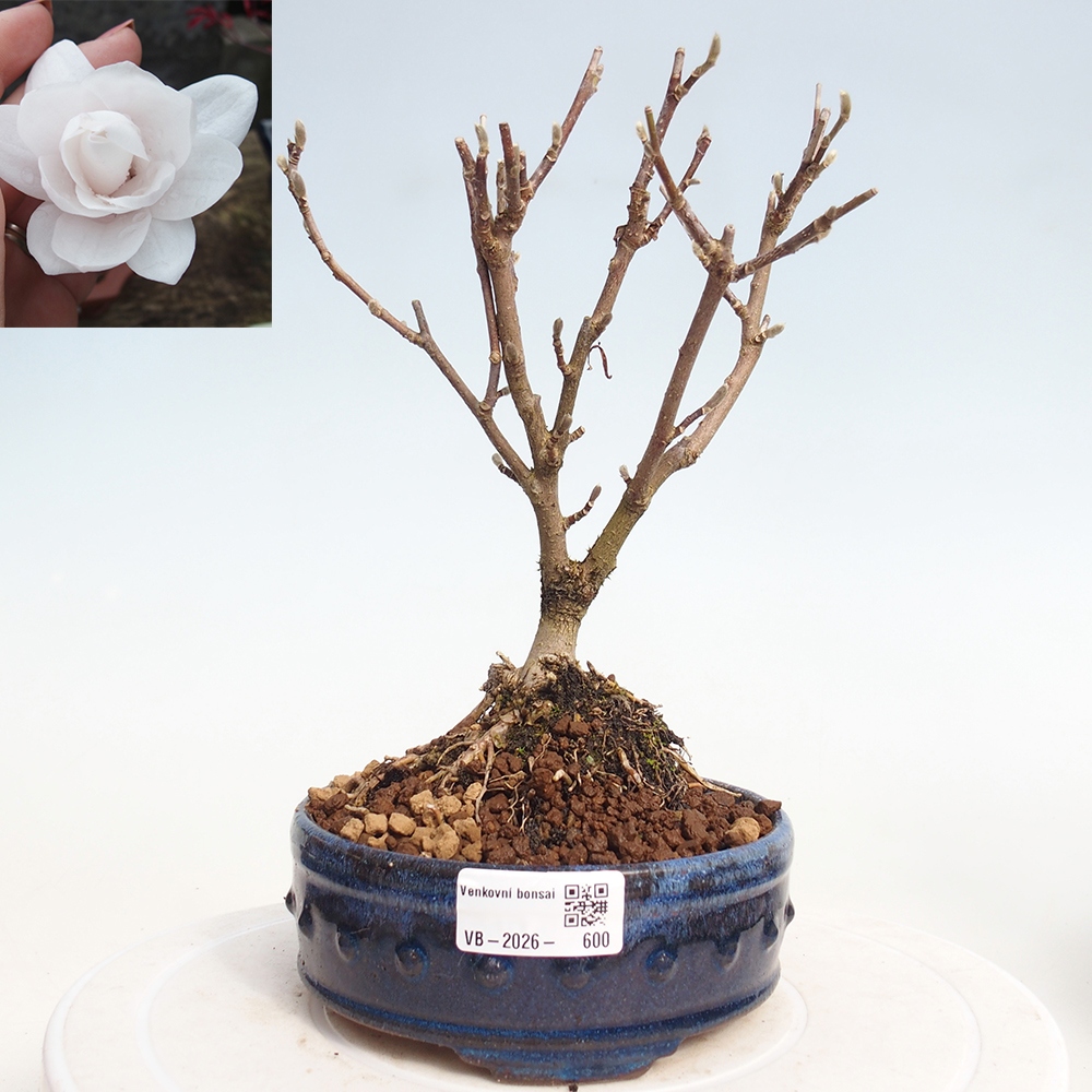 Bonsai voor buiten - Magnolia stellata