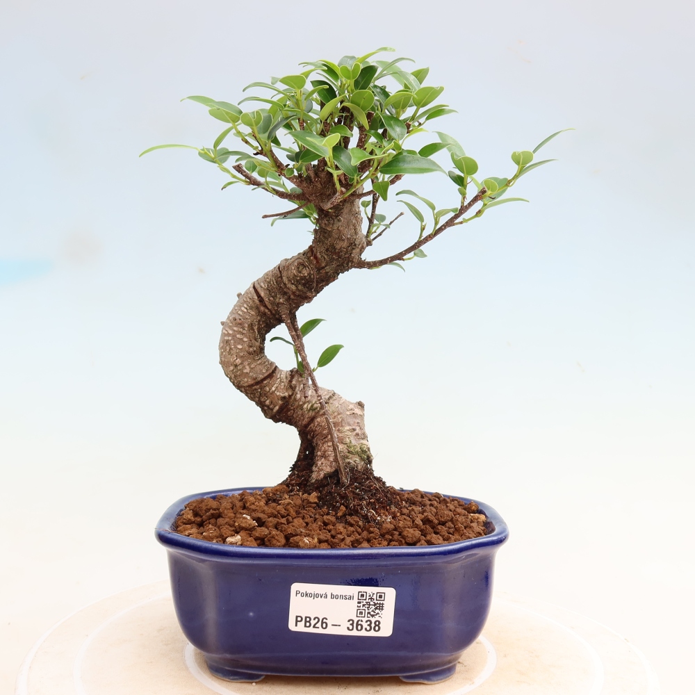 Kamerbonsai - Ficus kimmen - kleinbladige ficus