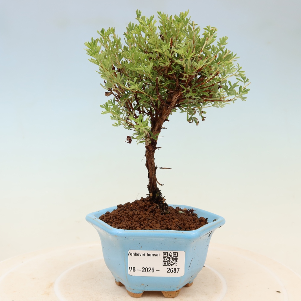 Bonsai voor buiten – Struikpotentilla – Potentilla fruticosa ‘Goldkissen’
