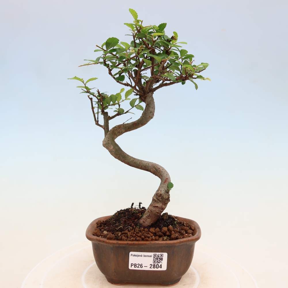 Kamerbonsai - Ulmus parvifolia - Winteriep