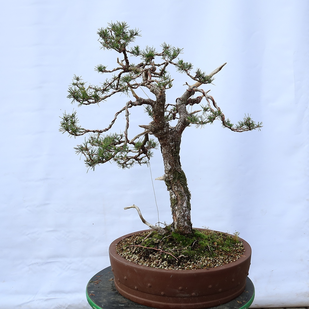 Pinus sylvestris Spanje - grove den