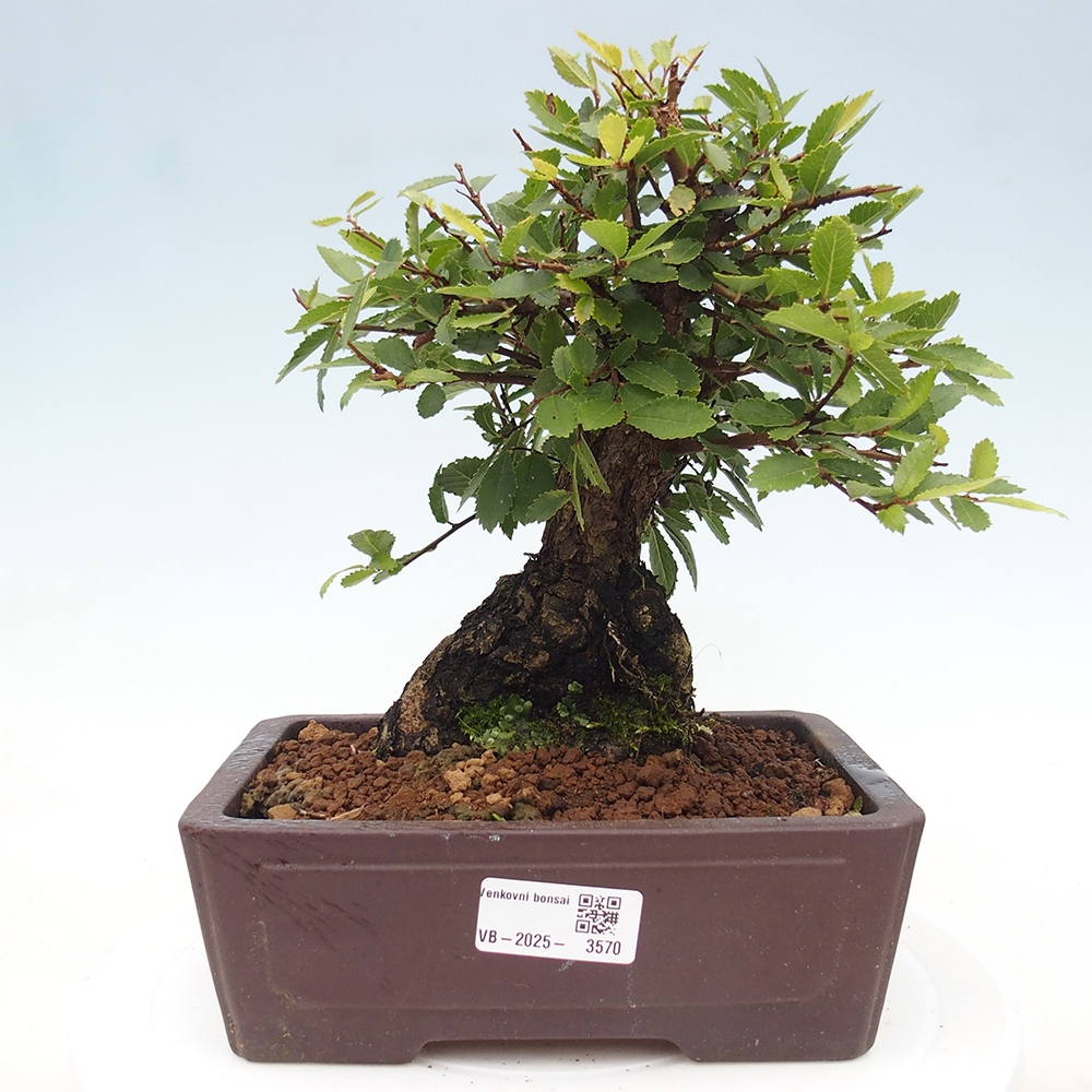 Bonsai voor buiten - Zelkova - Zelkova NIRE