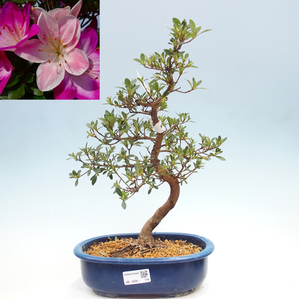 Bonsai voor buiten - Japanse Azalea - Azalea MURASAKI
