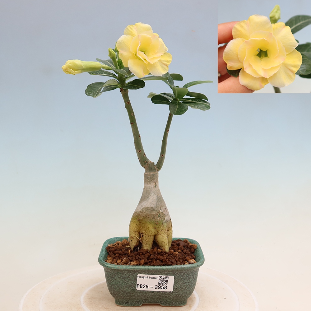 Kamerbonsai - Adenium obesum, geënt op Alonza  - Woestijnroos