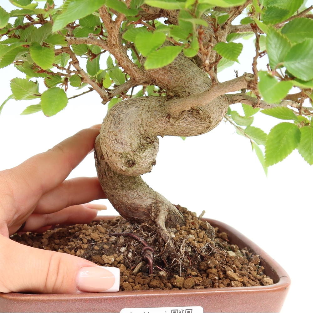 Bonsai voor buiten -Carpinus Coreana - Koreaanse haagbeuk