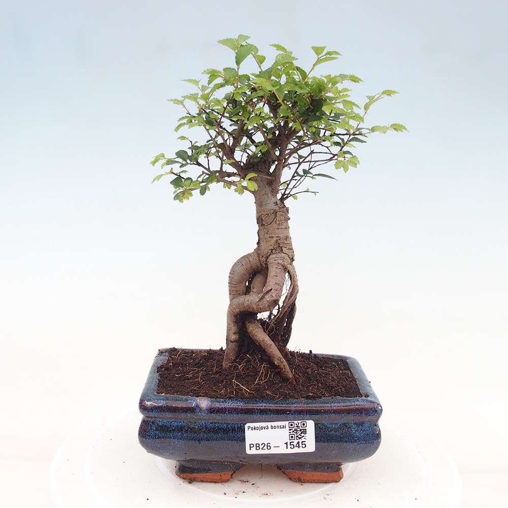 Kamerbonsai - Ulmus parvifolia - Winteriep